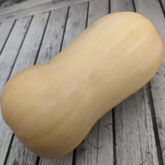 Courge Butternut