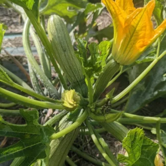Courgette