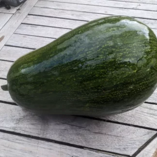 Courge Sucrine du Berry