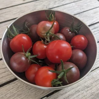 Tomate Cerise en mélange