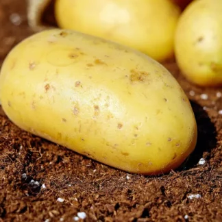 Pomme de terre