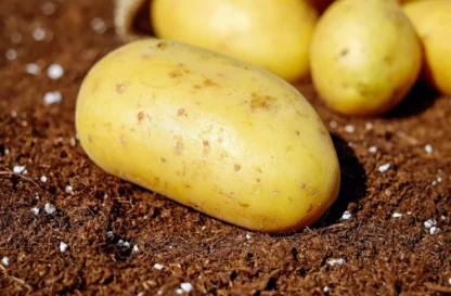 Pomme de terre